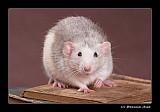 mouse.jpg